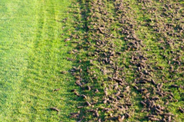 a green lawn with expelled turf cores after aeration by Greenpath Landscape Maintenance in Kelowna