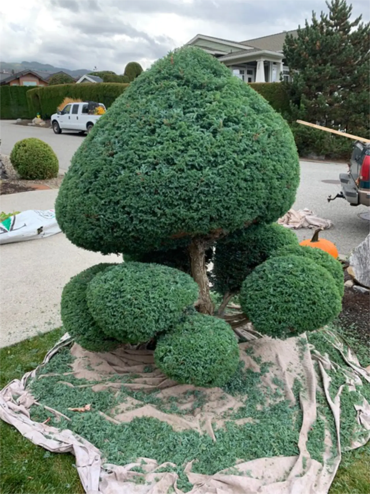 A topiary bush trimmed to resemble a large mushroom, with smaller rounded shapes at its base, all on a tarp-covered ground, against a backdrop of a residential street and houses.