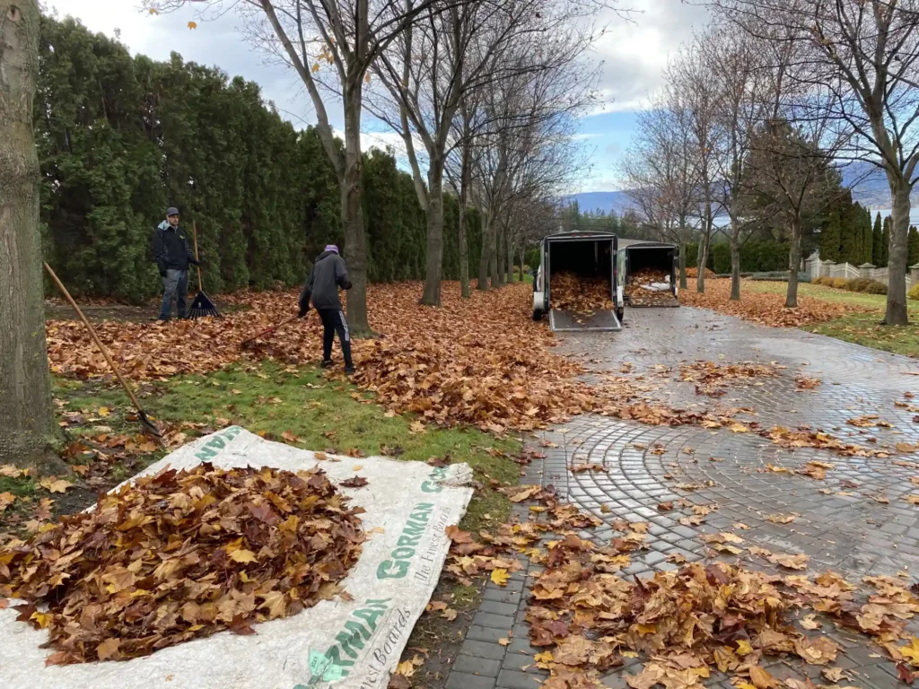 Two people raking autumn leaves on a driveway with a tarp full of leaves in the foreground and an open utility trailer in the background, with trees and overcast sky.