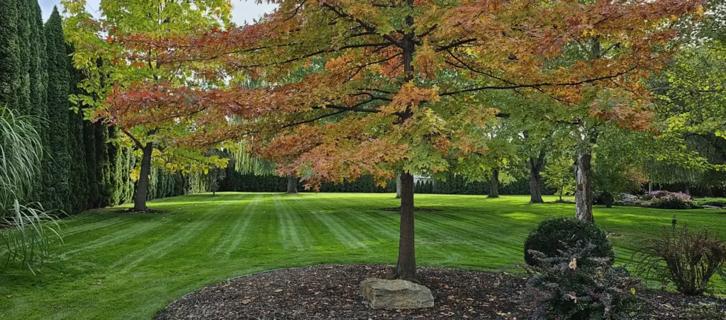 Lush green park with a row of tall, slender trees to the left, neatly mowed grass, and a tree with changing leaves from green to autumnal shades of red and orange in the foreground.