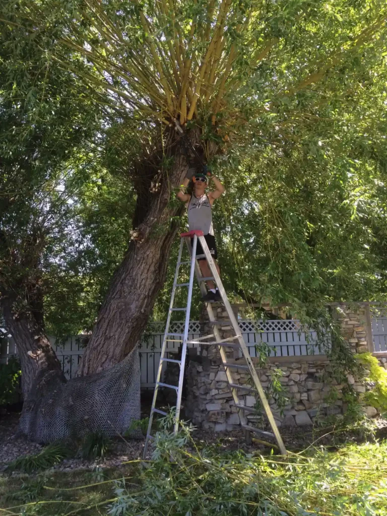 A person wearing a cap, sunglasses, and a tank top stands on a ladder while trimming a large tree with thick branches, in front of a stone wall and a wooden fence.