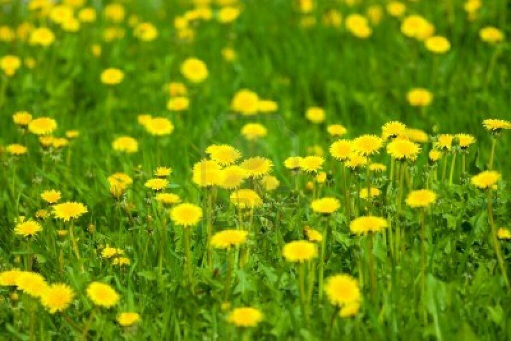 A field of bright yellow dandelions blooming amidst green grass.
