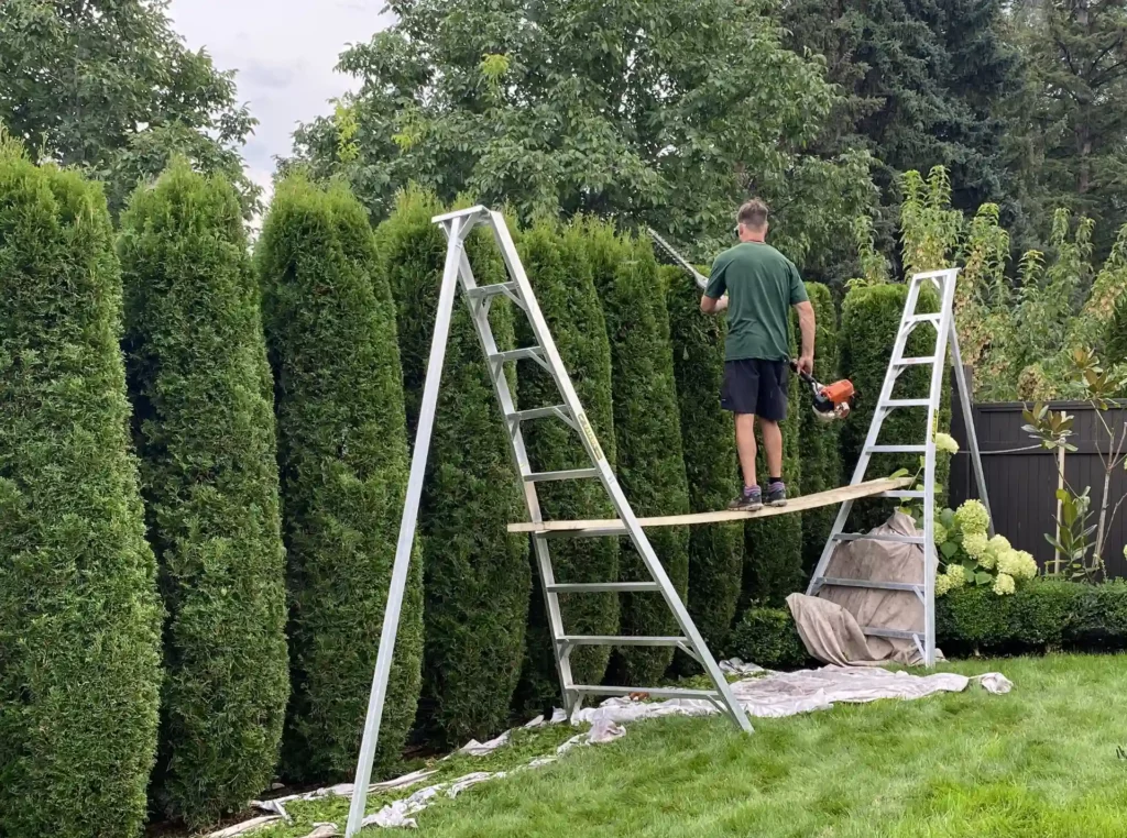 A person is trimming a tall hedge while standing on a plank supported by two ladders, with a drop cloth below to catch clippings.