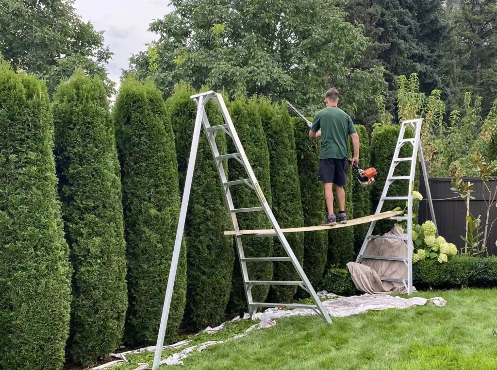 A person trimming tall hedge plants while standing on a plank supported by two ladders, with a hedge trimmer in hand and a drop cloth below.