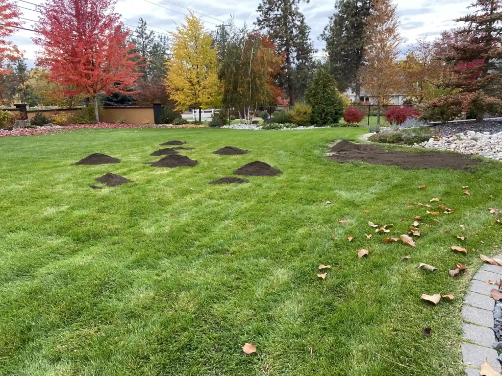 A well-manicured lawn with several mounds of soil or mulch scattered across the grass. There are autumn-colored trees in the background and fallen leaves on the ground.