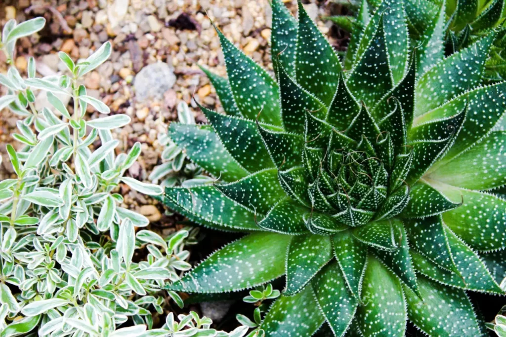 A close-up photo of a green aloe vera plant, its pointed leaves covered with white dots, beside a variegated plant with white-edged leaves, both resting on gritty soil.
