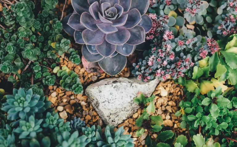 An assortment of succulents with diverse shapes and colors, interspersed with small pebbles and a prominent white stone.