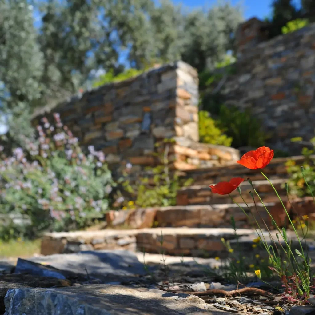 Two bright red poppies in focus in the foreground with blurry stone steps and a stone wall surrounded by greenery in the background.
